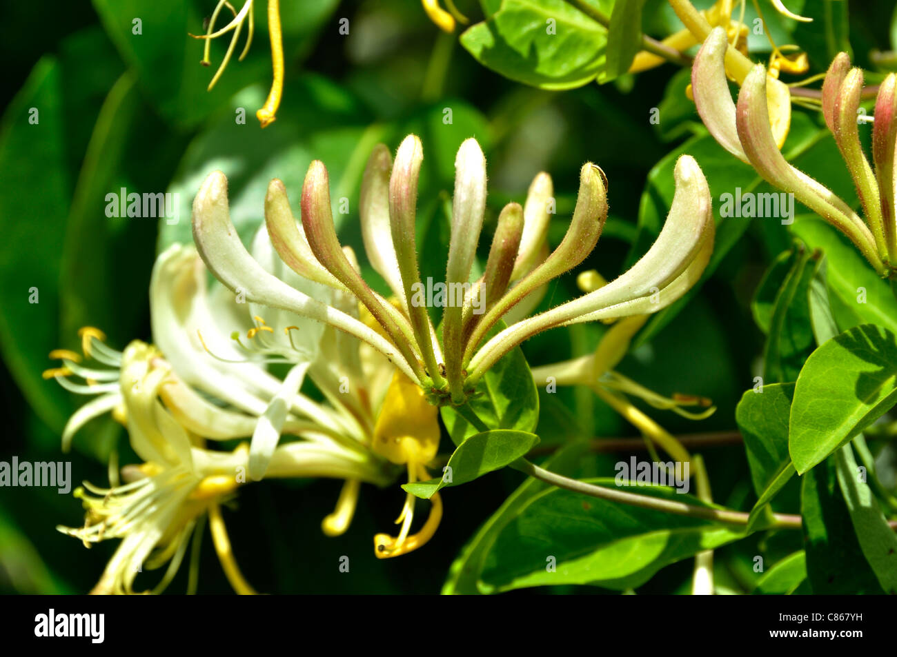 Flower of honeysuckle (Lonicera sp) in a garden. Stock Photo