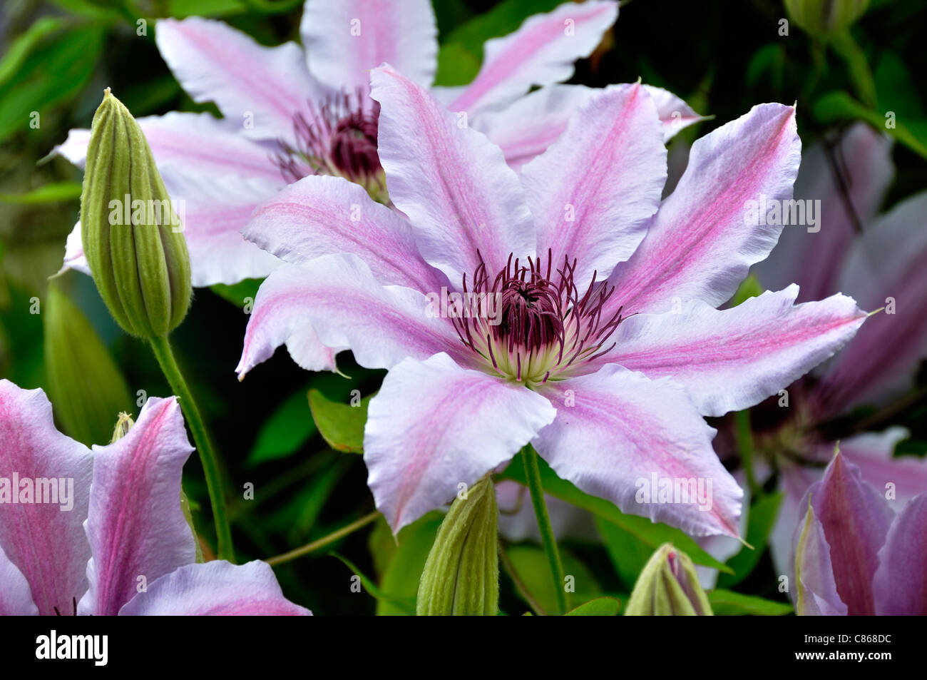 Plante grimpante hi-res stock photography and images - Alamy