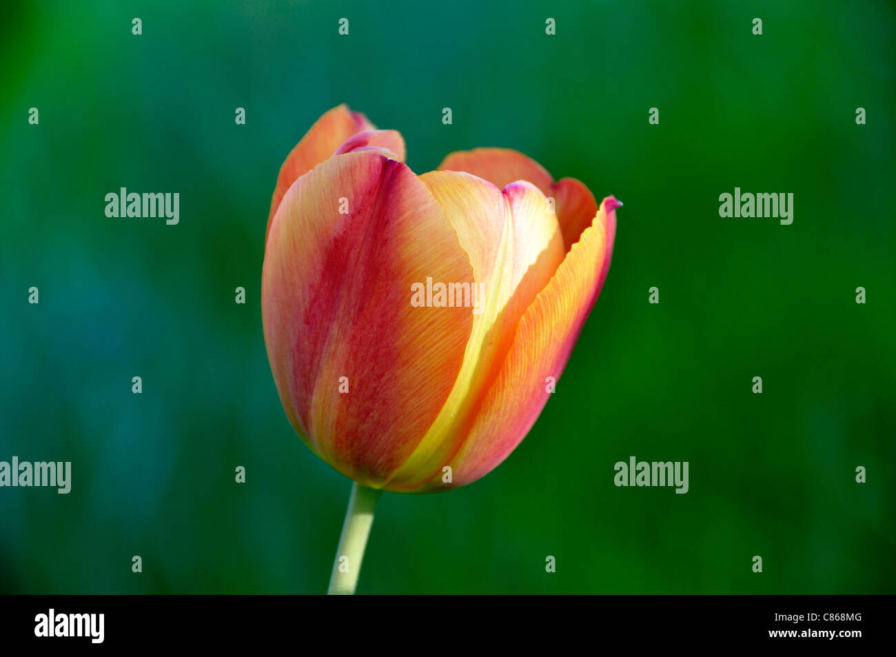 Darwin tulip (Tulipa) in bloom in a garden. Stock Photo