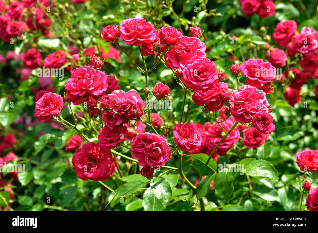 Rosa elmshorn hi-res stock photography and images - Alamy