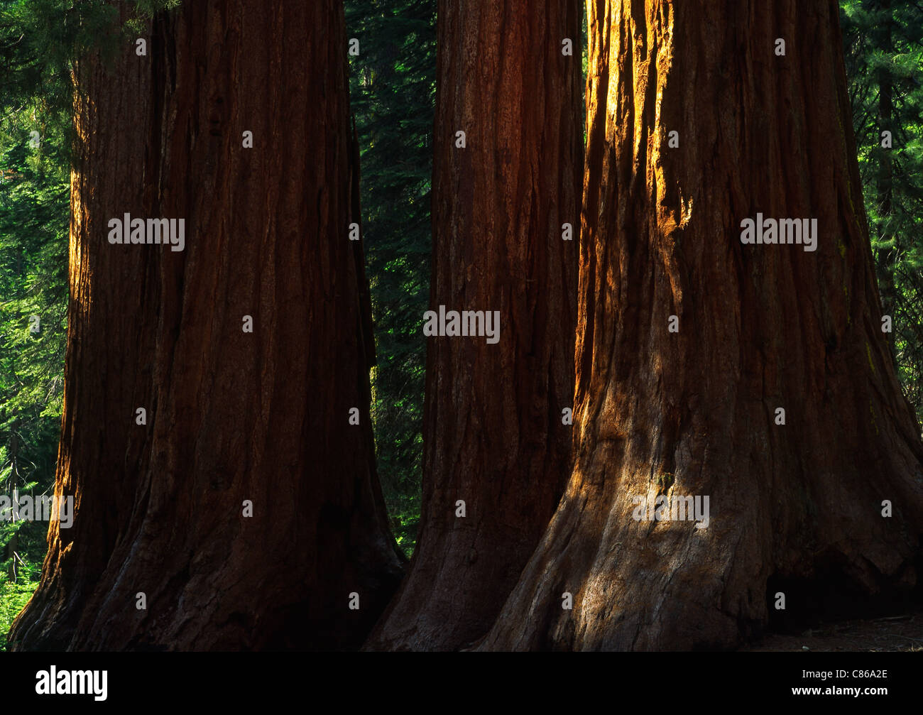 Giant Sequoias in Mariposa Grove, Yosemite National Park Stock Photo