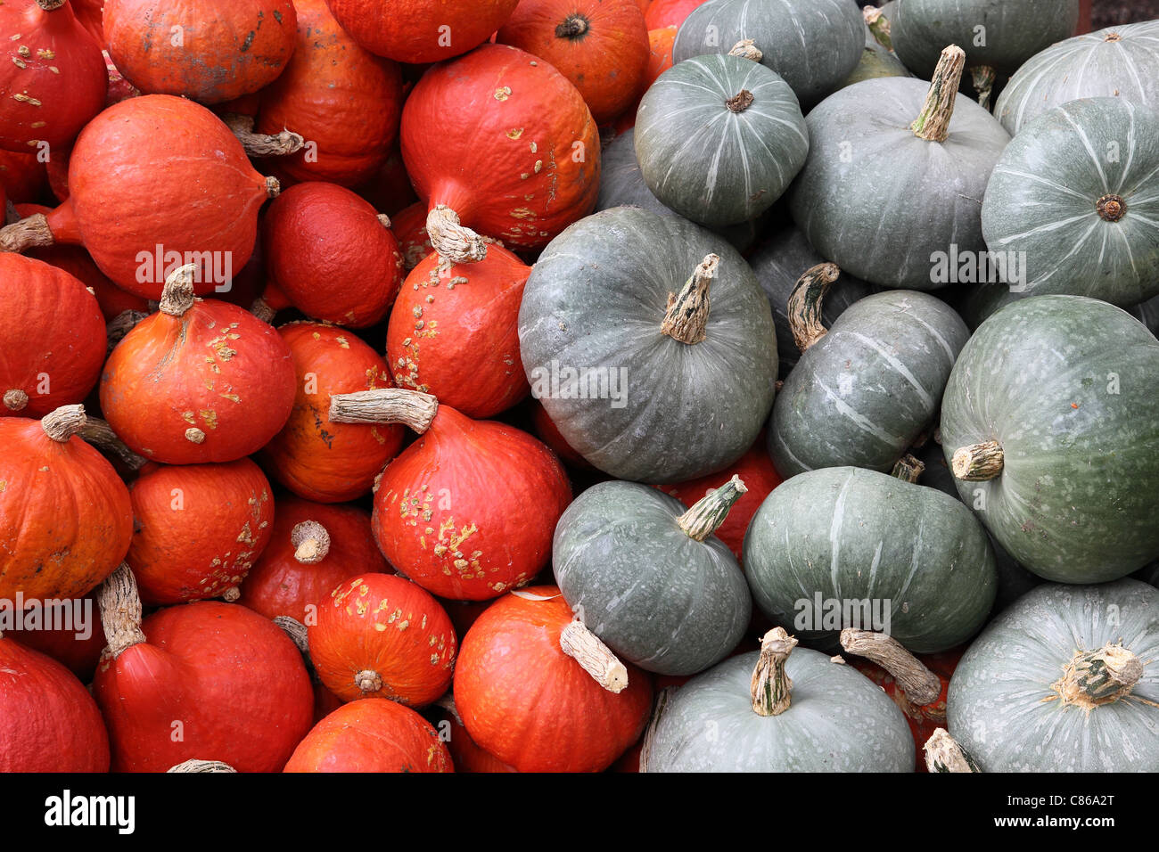 Red and grey pumpkins harvest opulence abundance Stock Photo