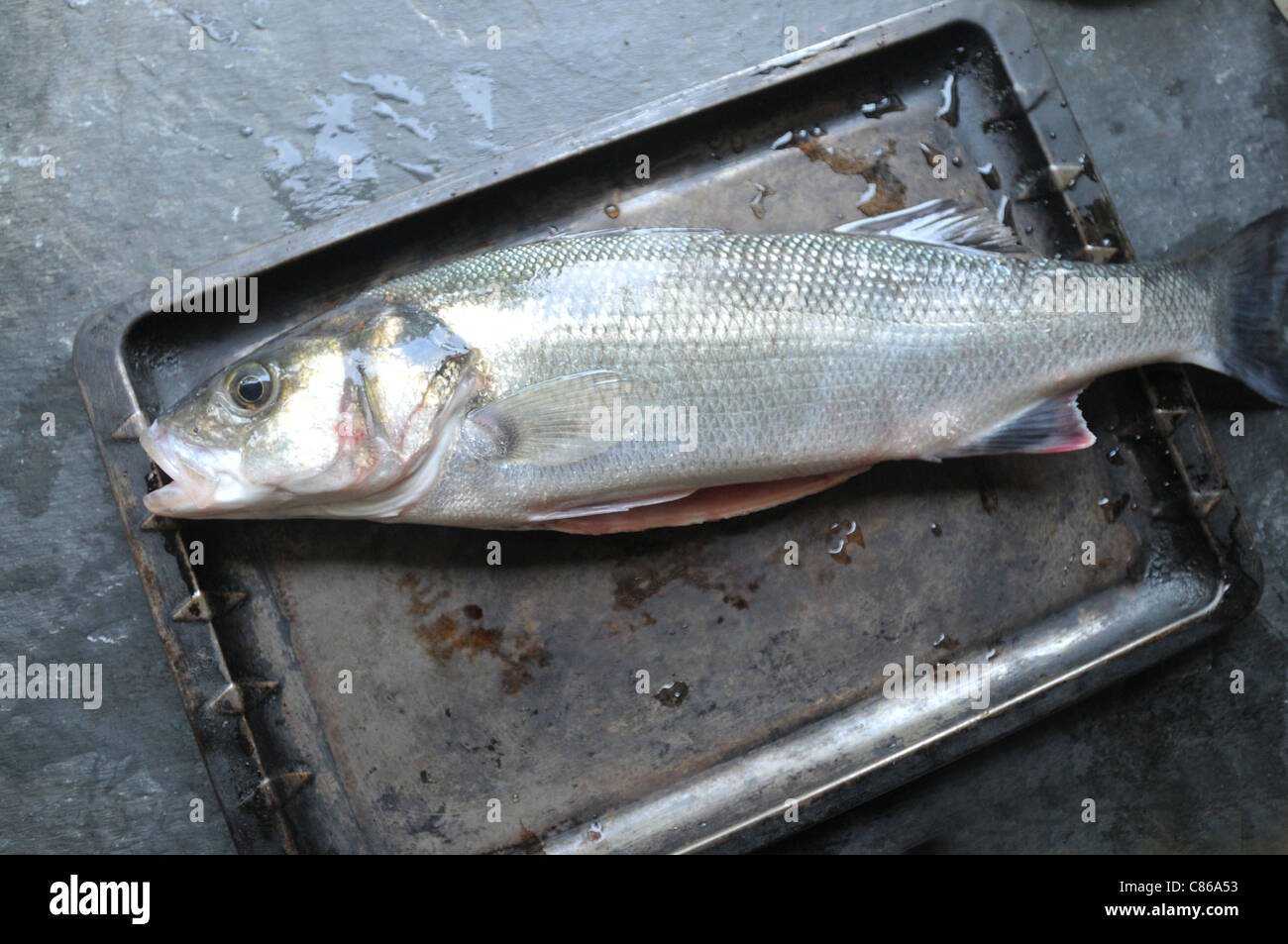 A freshly rod caught sea bass from the waters of Cornwall on a metal tray Stock Photo