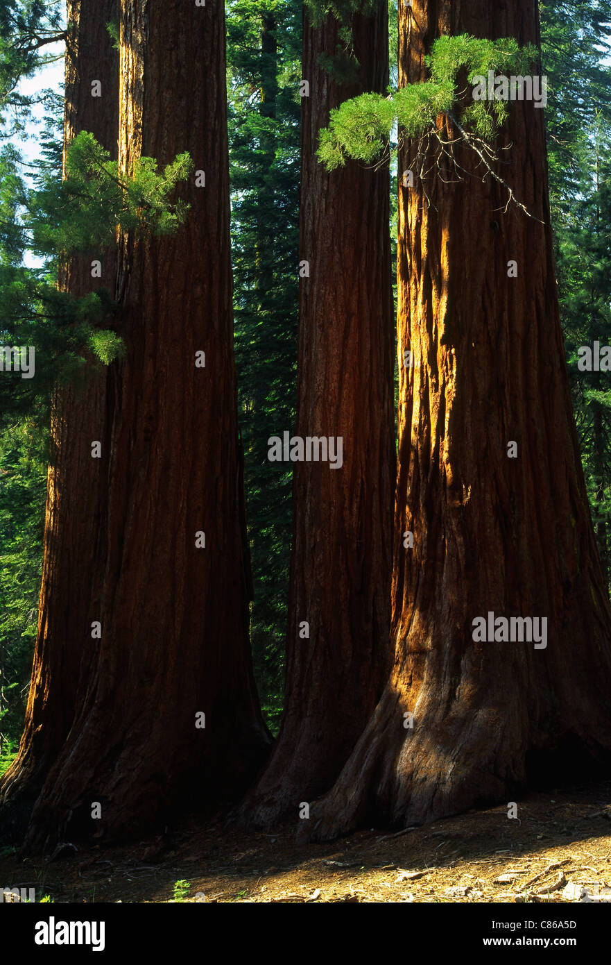 Giant Sequoias in Mariposa Grove, Yosemite National Park Stock Photo