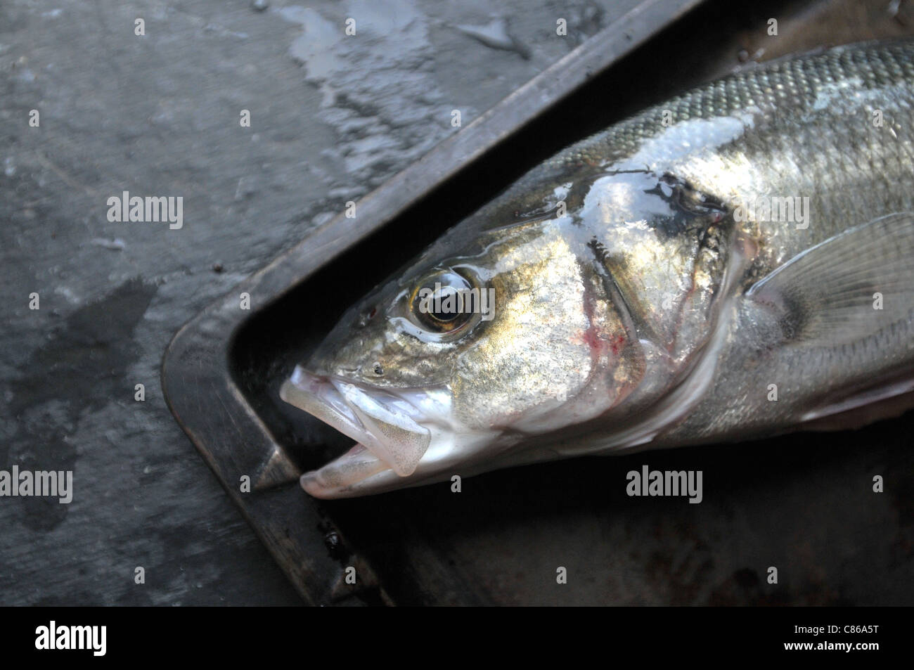 A freshly rod -caught sea bass from the waters of Cornwall on a metal tray Stock Photo