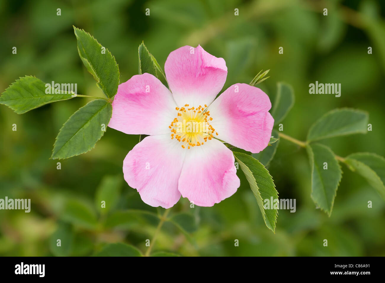 Cynosbati fructus hi-res stock photography and images - Alamy