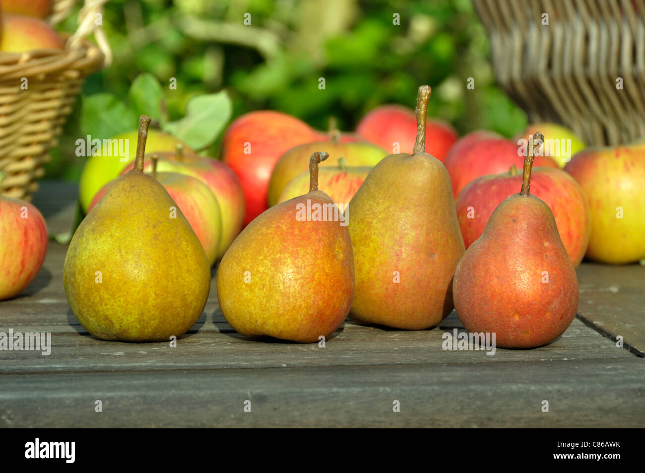 Pears : Beurré Hardy, garden table Stock Photo