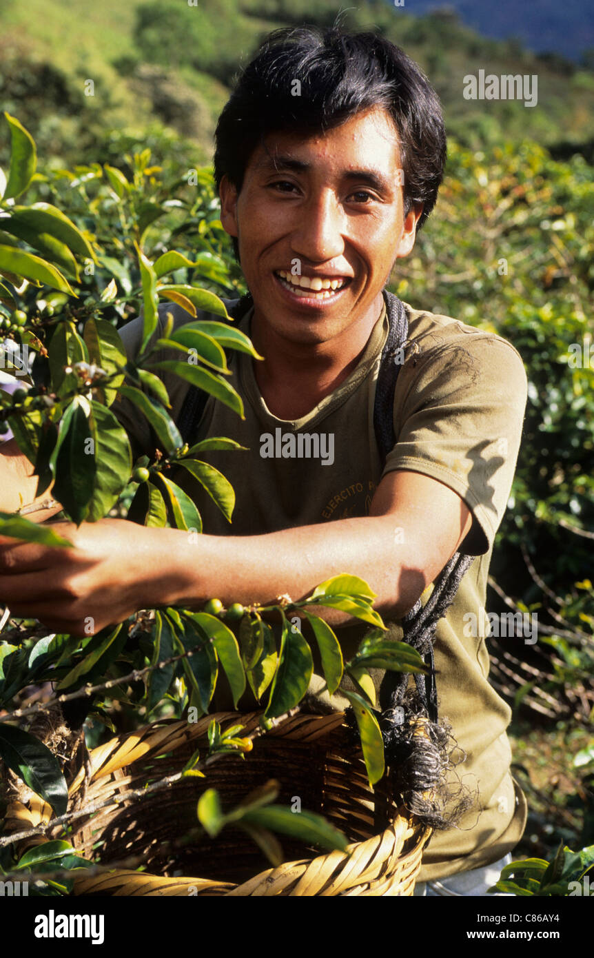 Chirinos Peru Fair Trade Partner Coffee Grower Co Operative Supplier Of Cafe Direct Picking Coffee Stock Photo Alamy