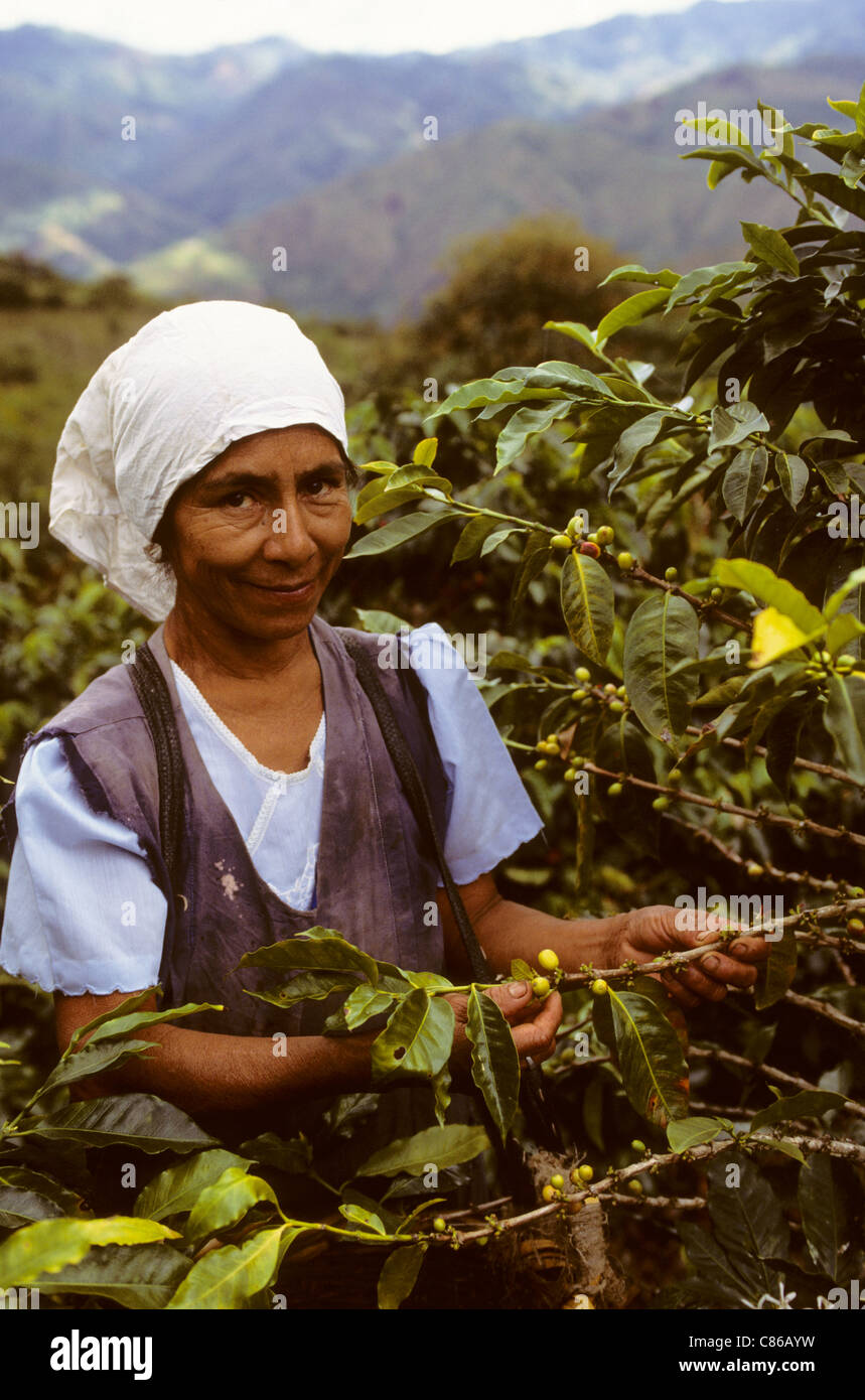 Fair trade coffee growers america hires stock photography and images