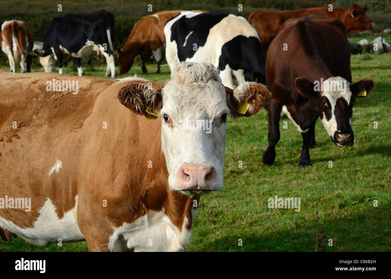 friesian cows, cornwall, uk Stock Photo