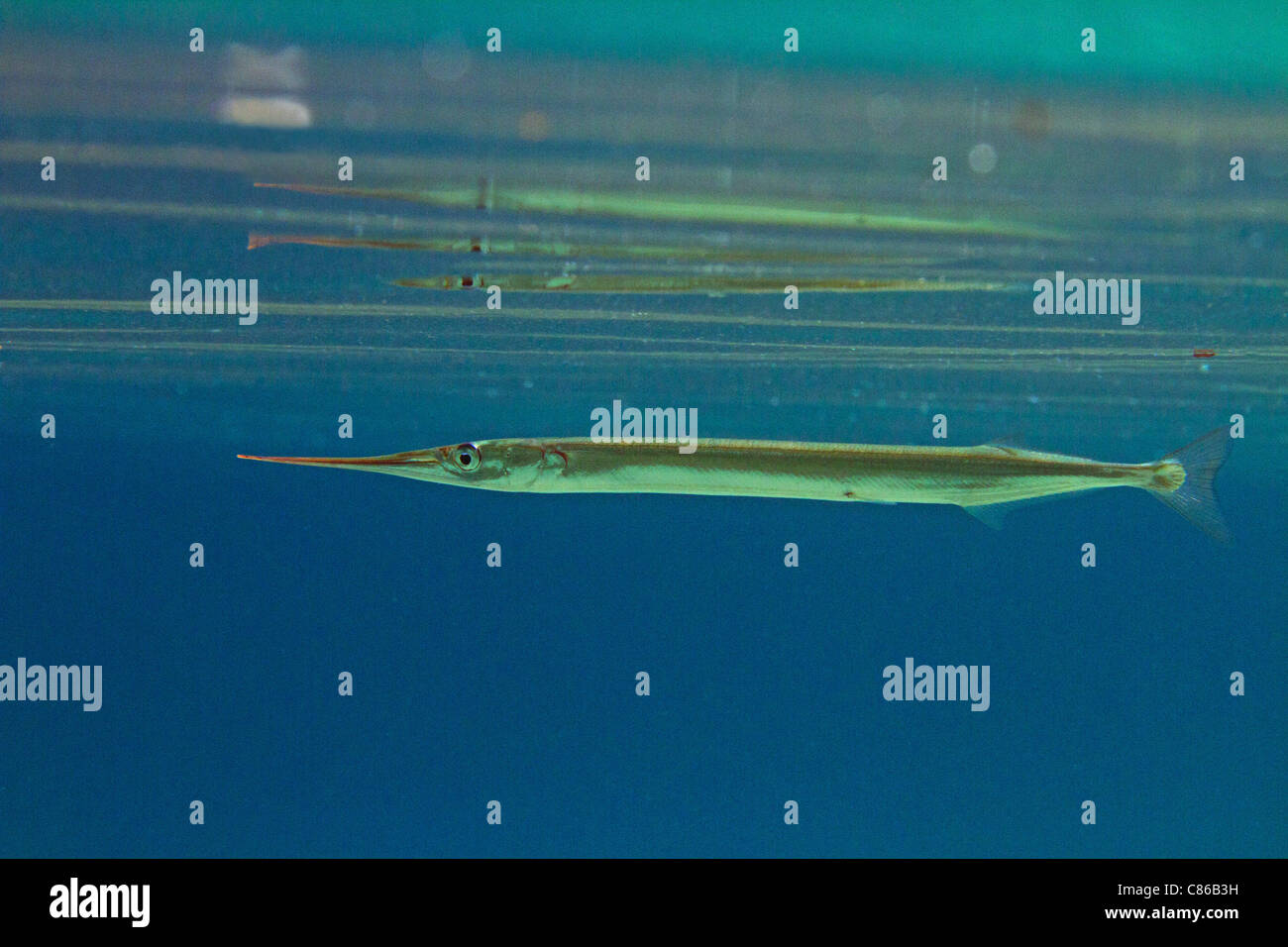 Needlefish hi-res stock photography and images - Alamy