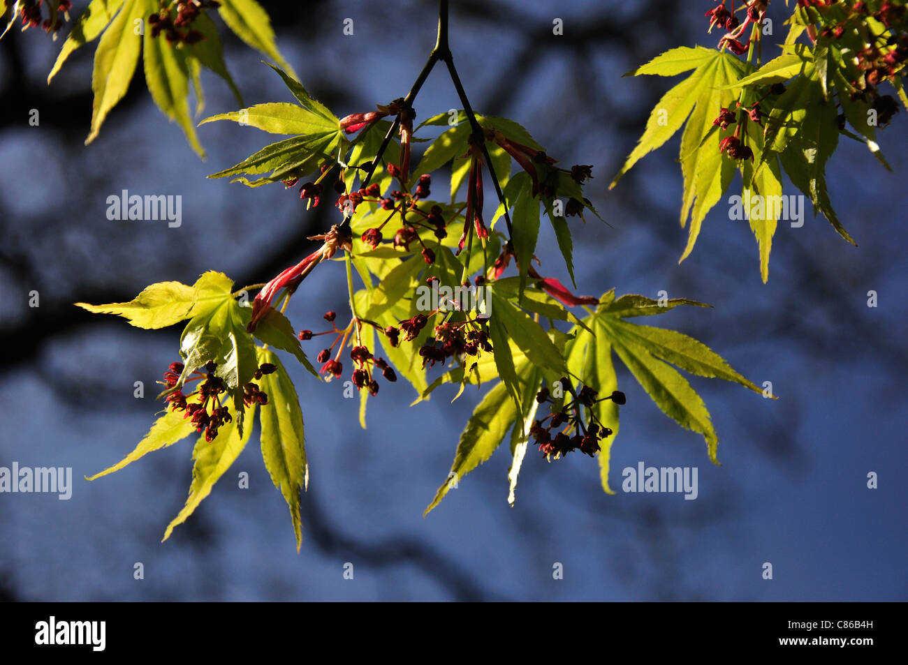 A Japanese maple with its early spring foliage against the sky Stock ...