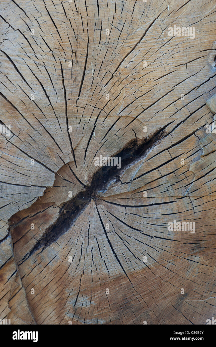 Number of tree rings equal age of tree in years hires stock