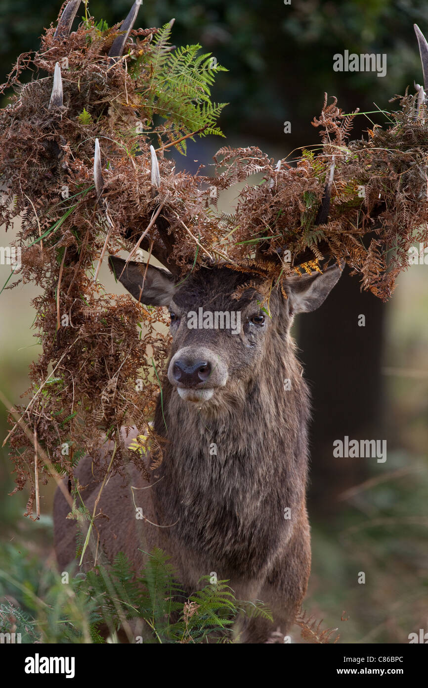 Stags during the Red Deer Rut Stock Photo - Alamy