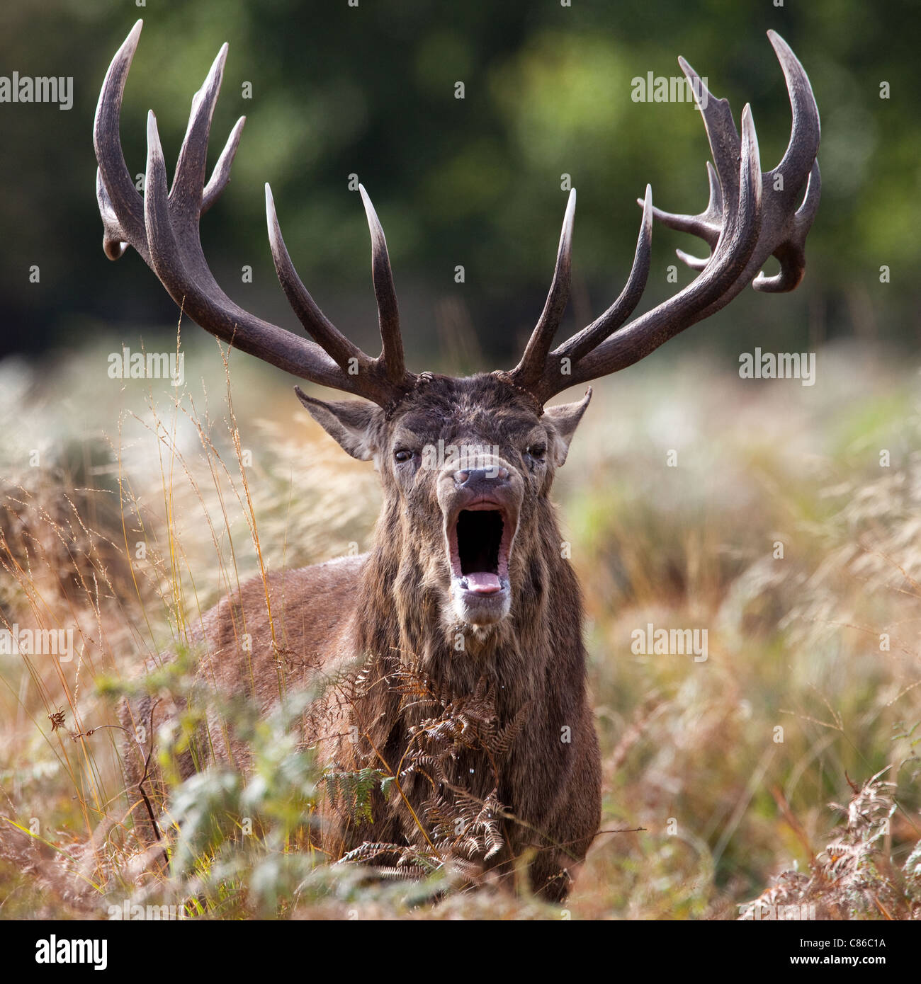 Stags during the Red Deer Rut Stock Photo Alamy