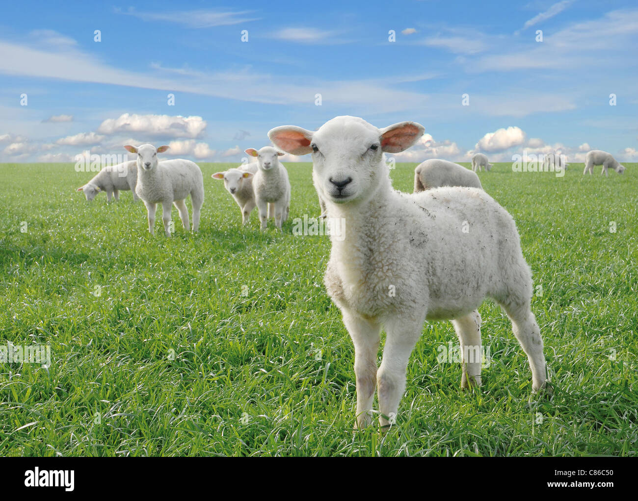 cute little lambs on fresh green meadow with yellow flowers Stock Photo