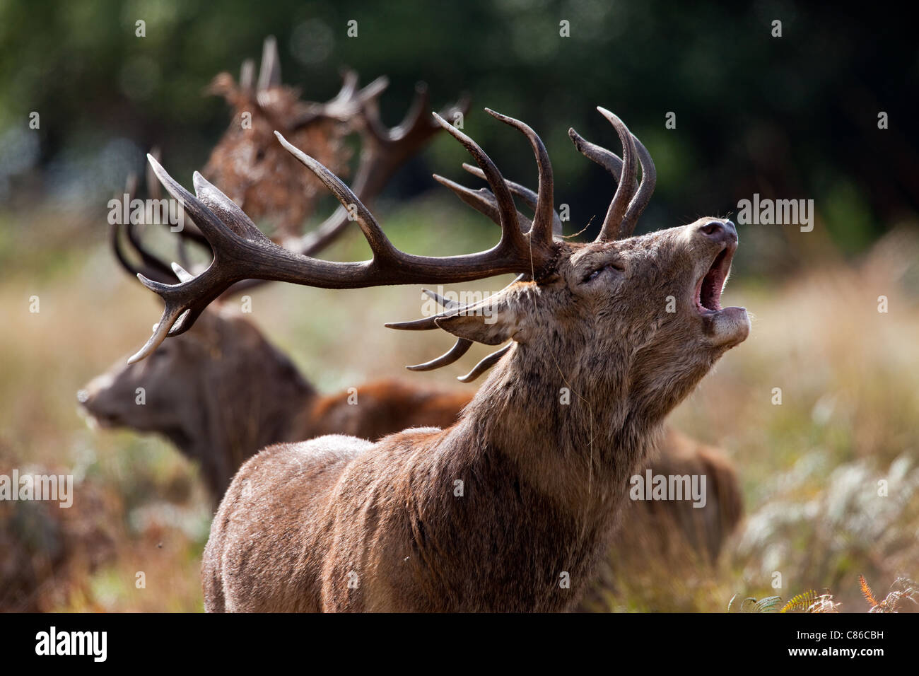 Stags during the Red Deer Rut Stock Photo