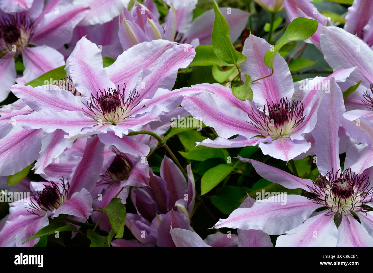 Clematis (Clematis sp) in bloom. Stock Photo