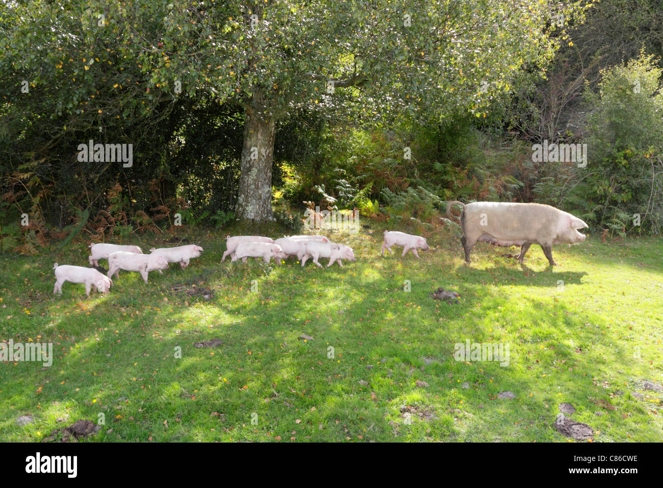 Pigs at pannage in New Forest, sow with litter foraging for acorns and fruit during two months of autumn pannage season. Stock Photo