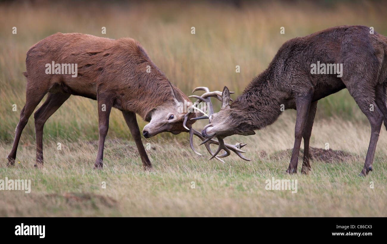 Red deer stag roaring from bracken hires stock photography and images Alamy