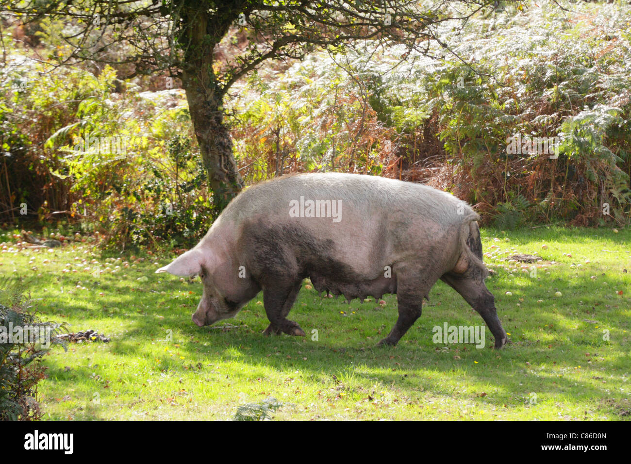 Breeding sow roaming free and foraging for acorns and fallen fruit during two months autumn pannage season in New Forest. Stock Photo