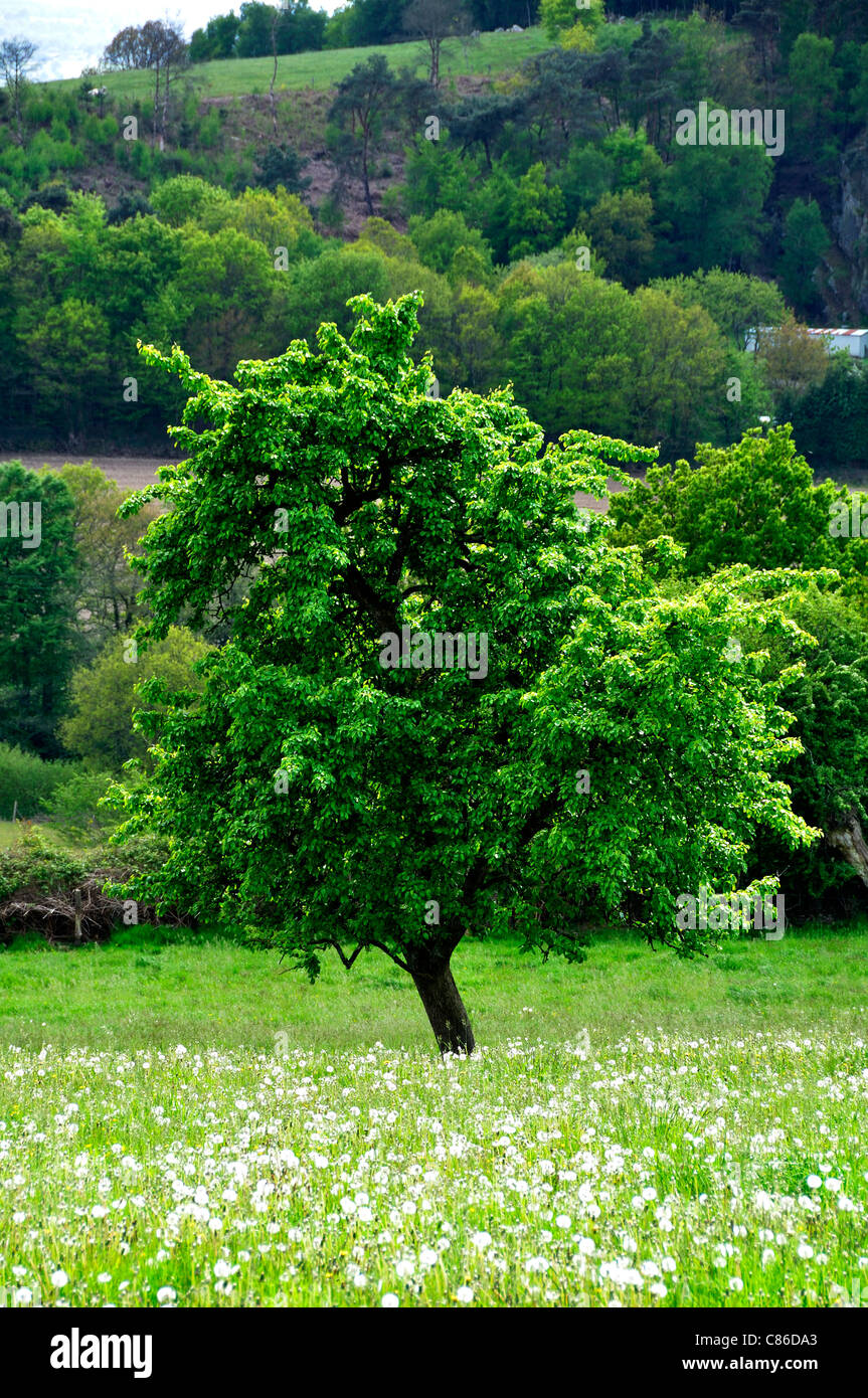Pear perry in a meadow, circular walk : Le Moulin Foulon, near la Fosse Arthour (Manche, France). Stock Photo