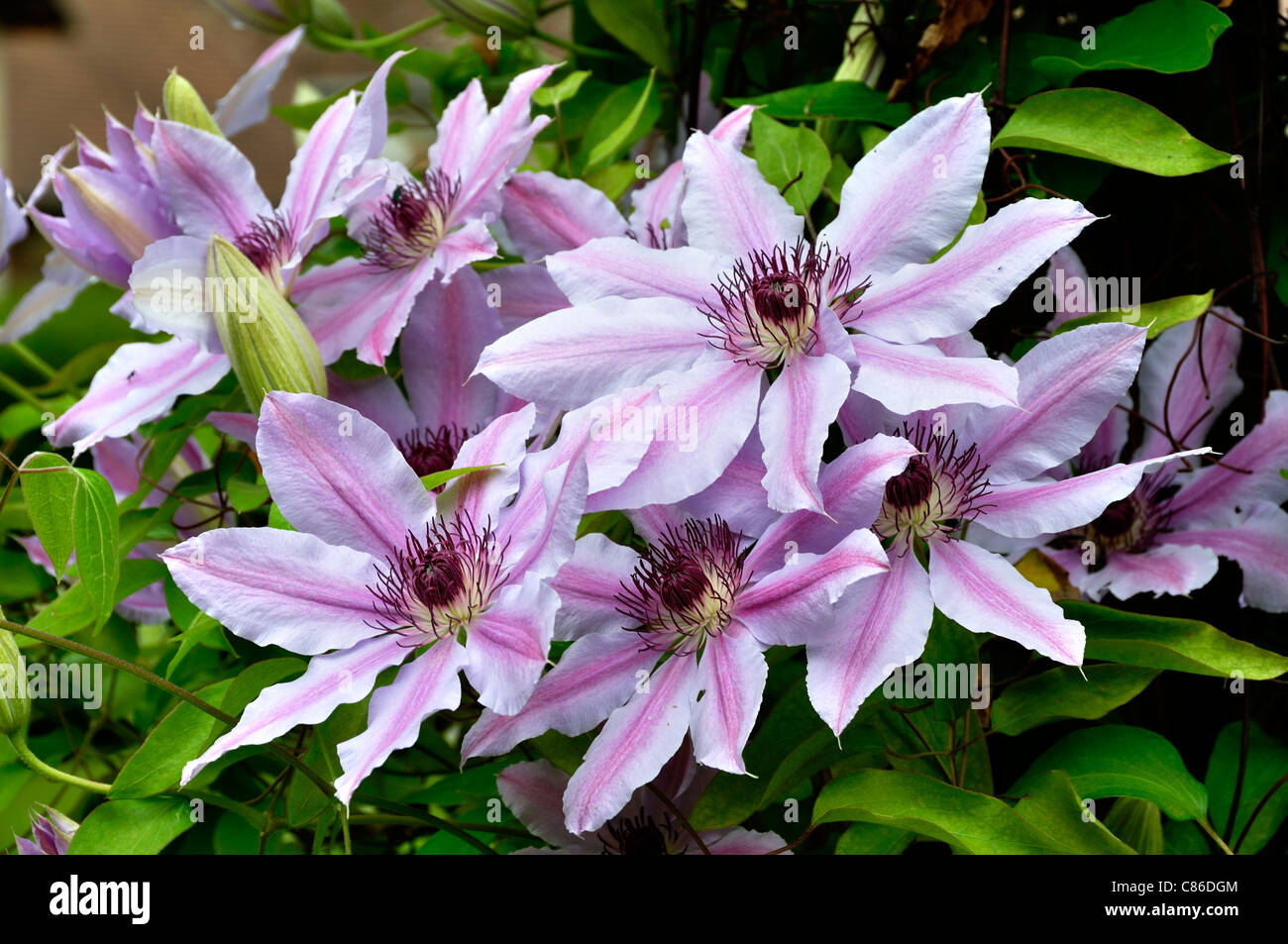 Clematis (Clematis sp) in bloom, Normandy, France. Stock Photo