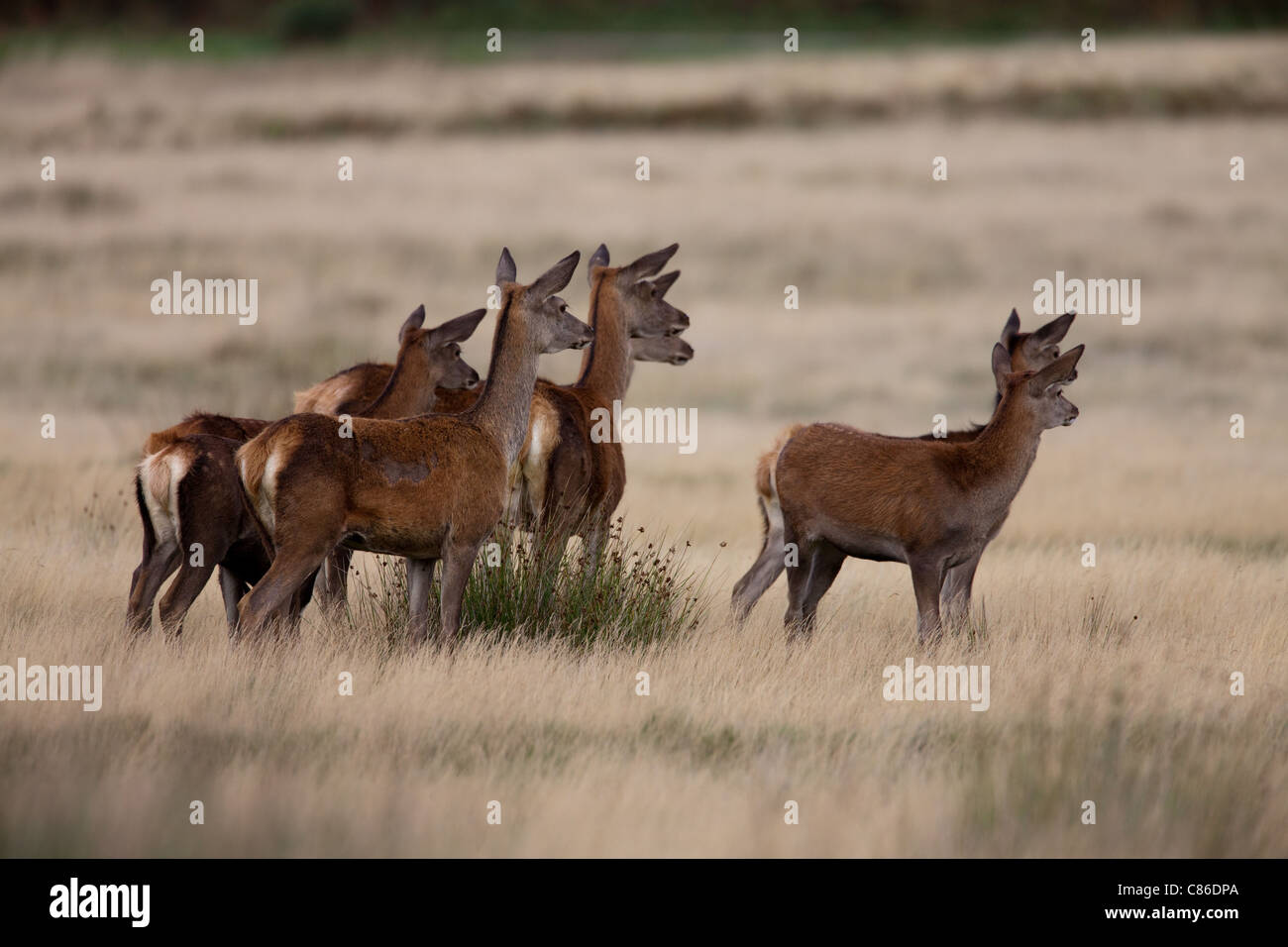 Red Deer hinds in open parklands Stock Photo