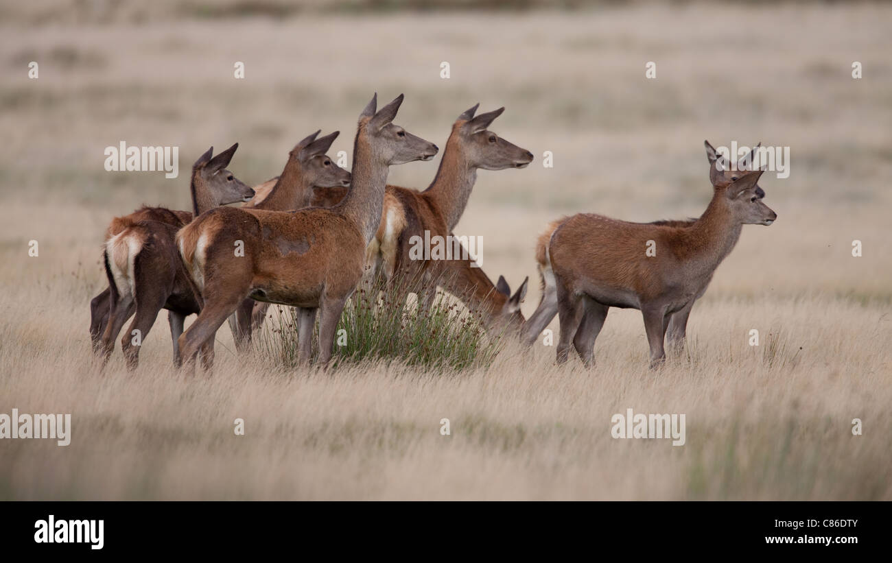 Red Deer hinds in open parklands Stock Photo