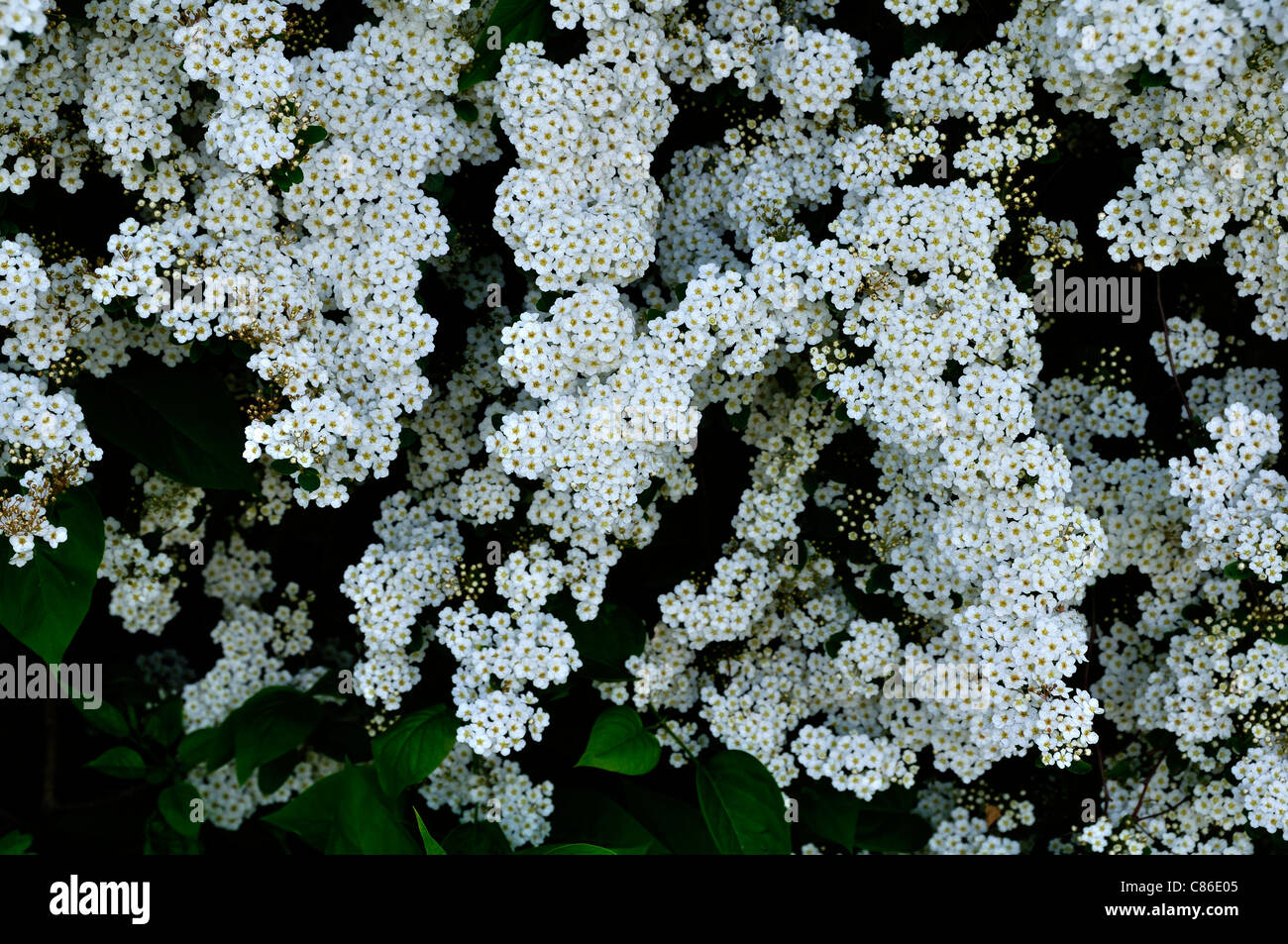 Spirea (Spiraea x vanhouttei) in bloom in the garden. Stock Photo