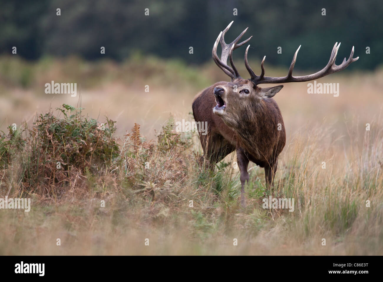 Stags during the Red Deer Rut Stock Photo