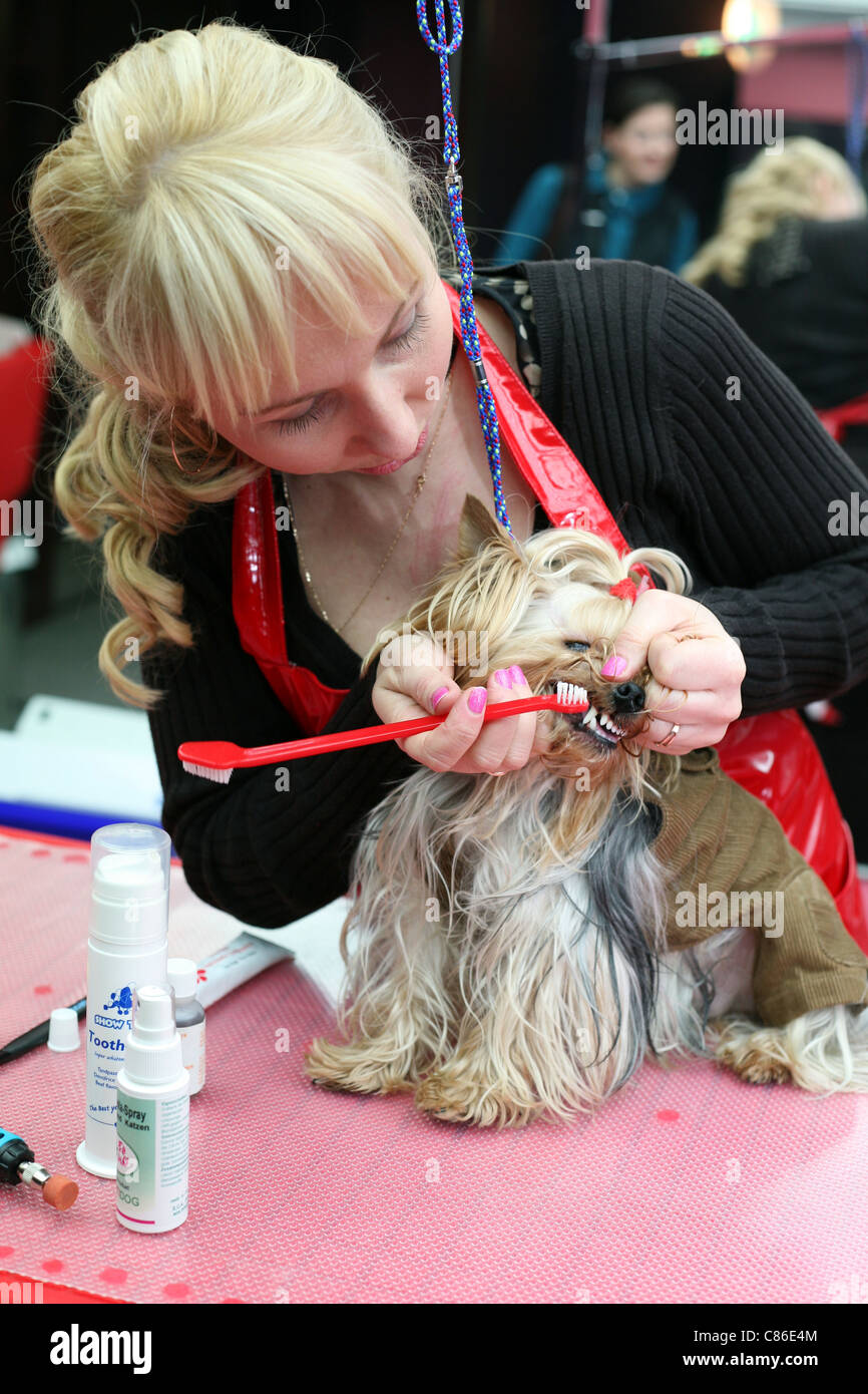 How Often Should Yorkies Have Their Teeth Cleaned