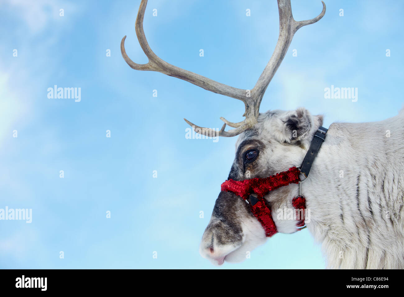 Side view of reindeer’s head Stock Photo