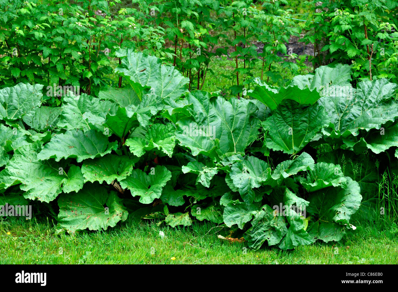 Rhubarb plants in the garden (Rheum rhaponticum). Stock Photo