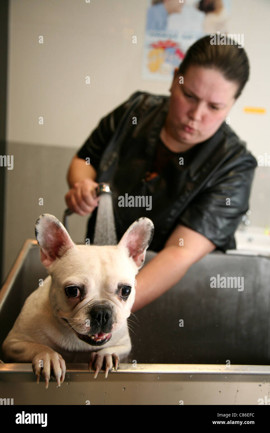 grooming. groomer with a French Bulldog Stock Photo Alamy
