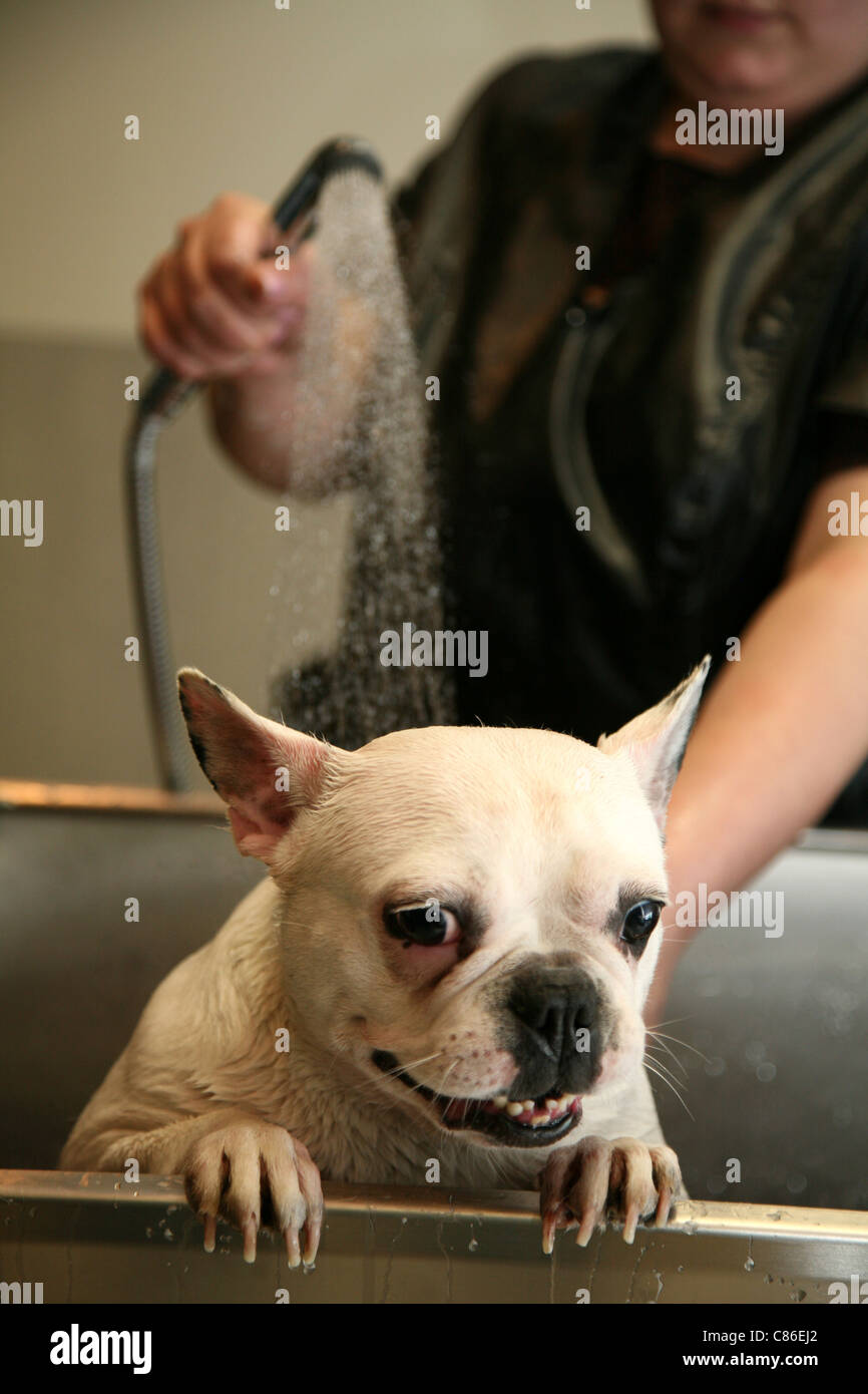 grooming. groomer with a French Bulldog Stock Photo Alamy