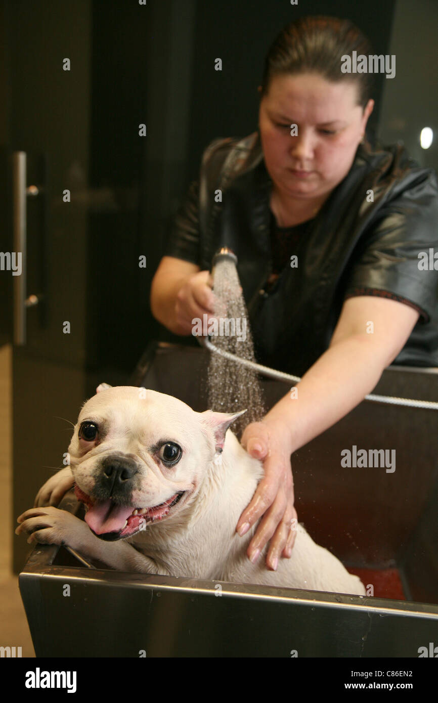 grooming. groomer with a French Bulldog Stock Photo Alamy