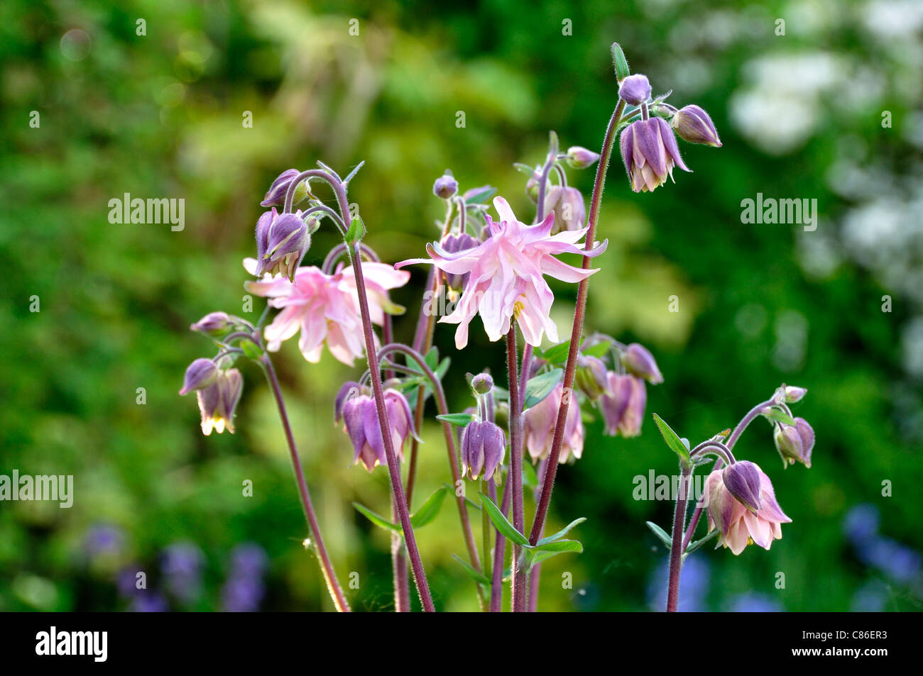 Columbine in bloom in a garden (Aquilegia caerulea). Stock Photo