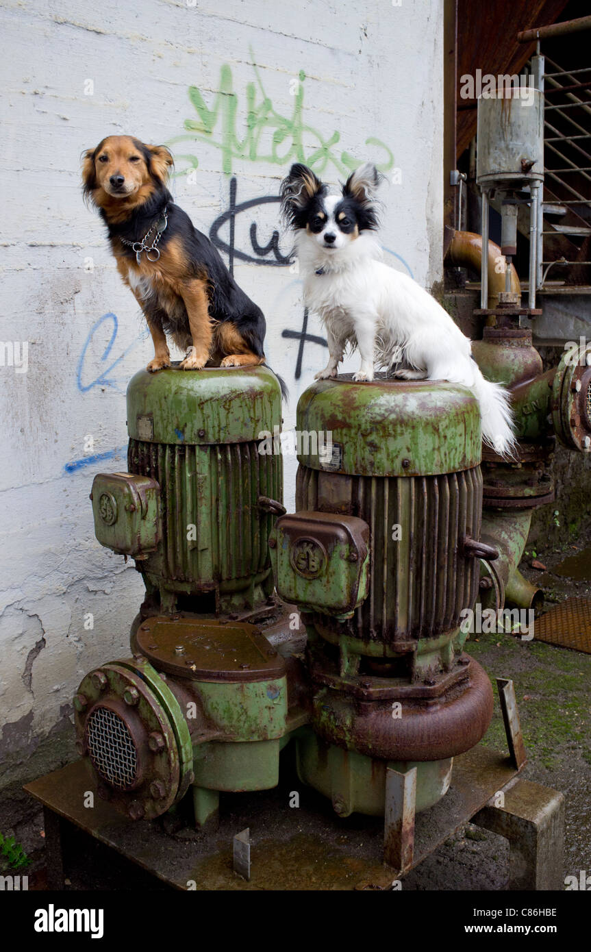 Two dogs sitting on old valves at Landschaftspark industrial museum in Duisburg Germany Stock Photo