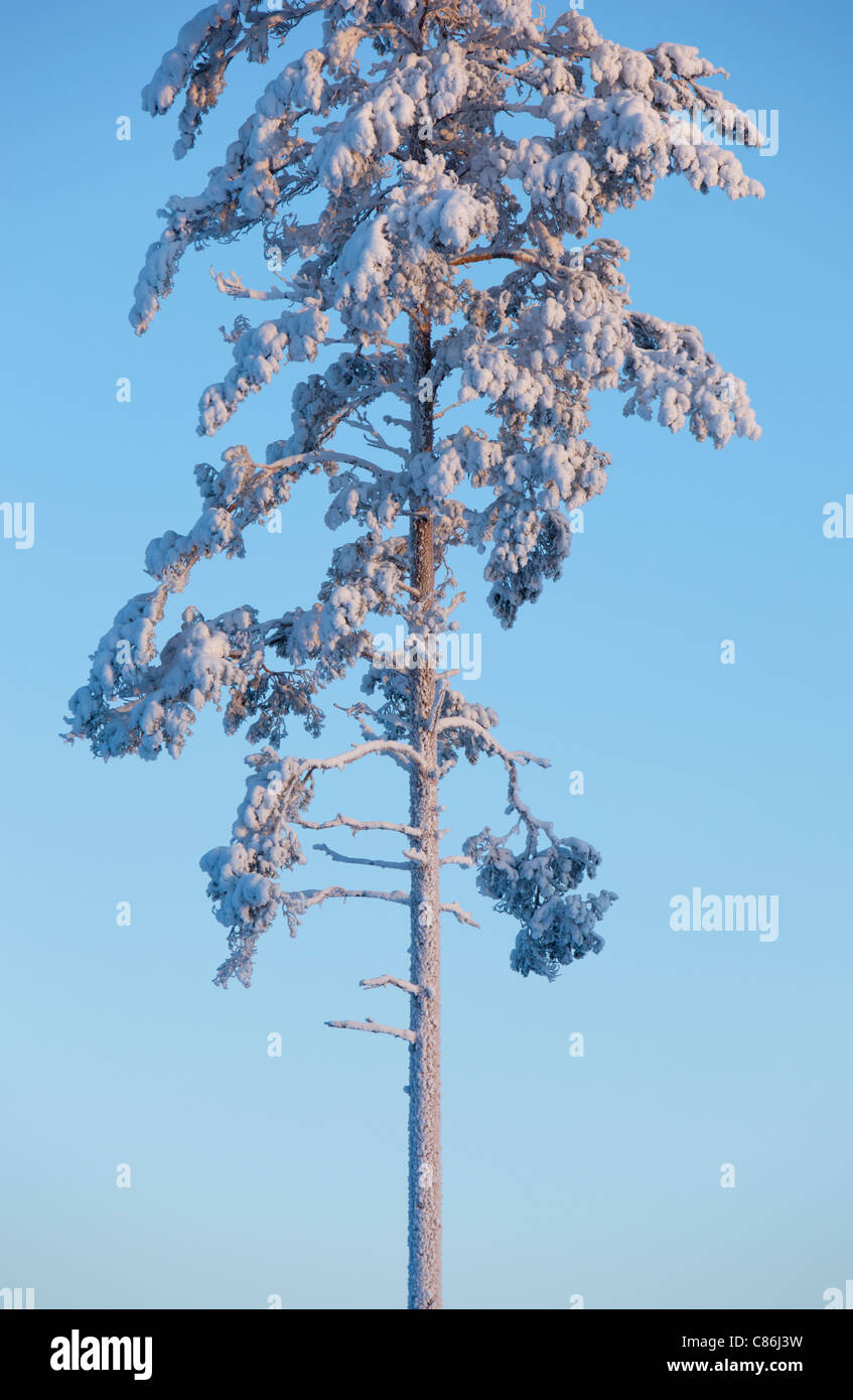Isolated frost and snow covered pine ( Pinus sylvestris ) tree at ...