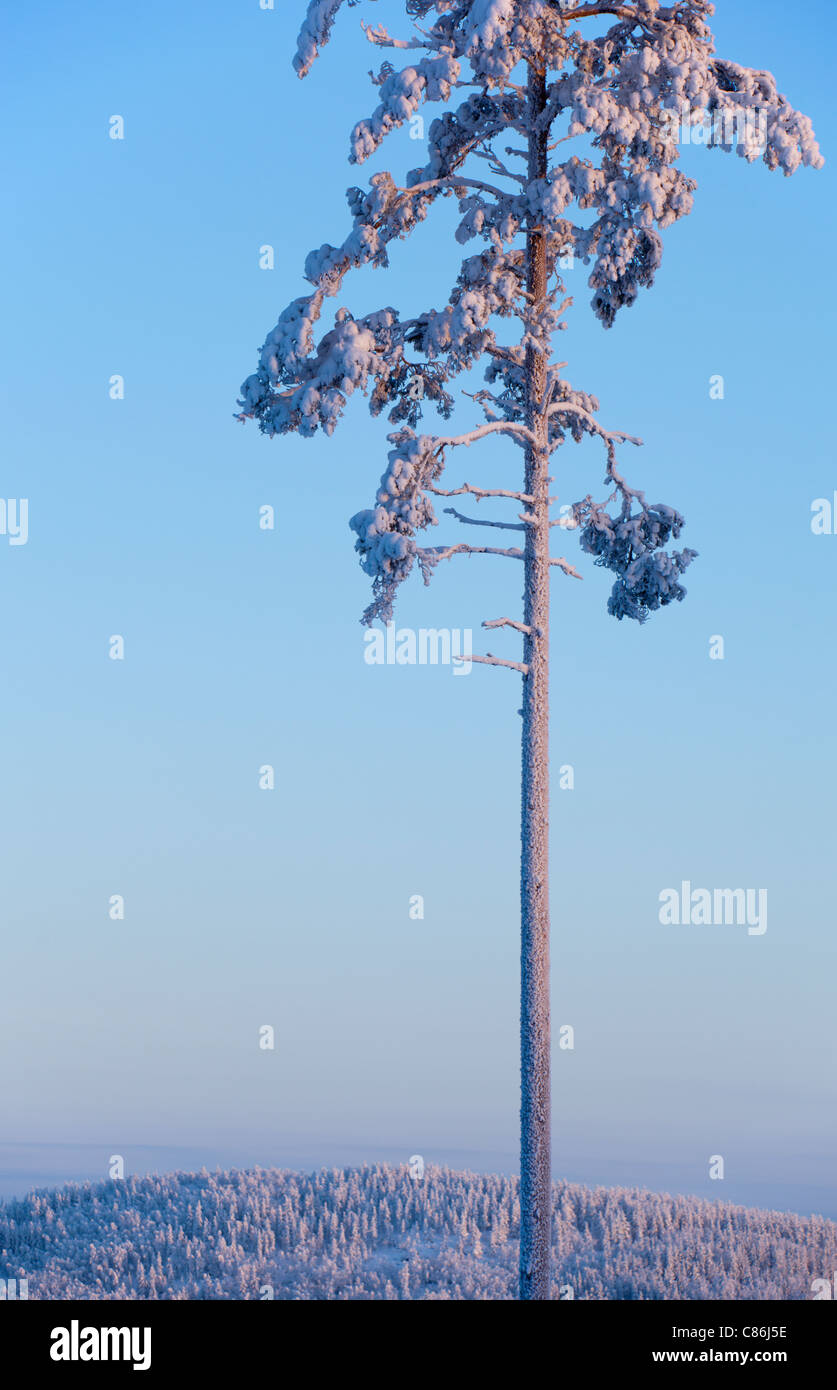 Isolated frost and snow covered pine ( Pinus sylvestris ) tree at ...