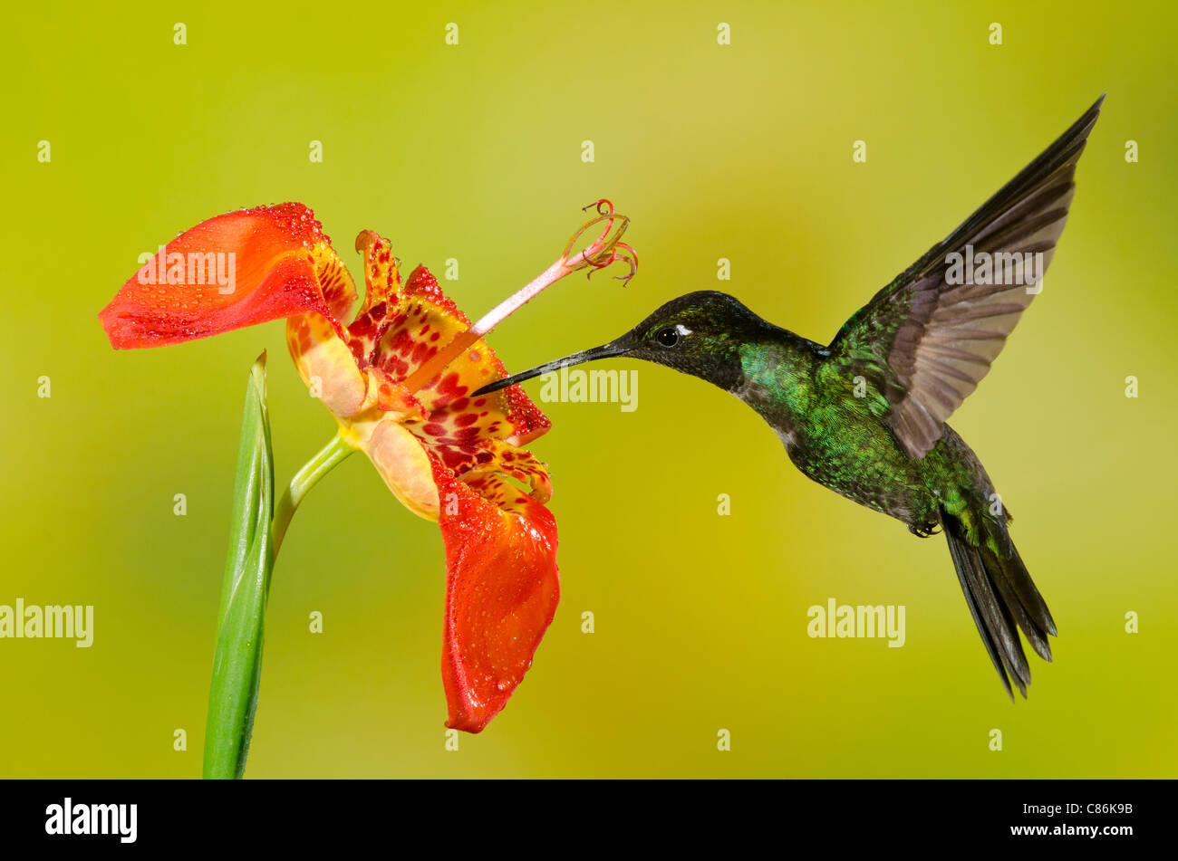 Magnificent Hummingbird (Eugenes fulgens spectabilis) at La Amistad International Park, Panama , Central America Stock Photo