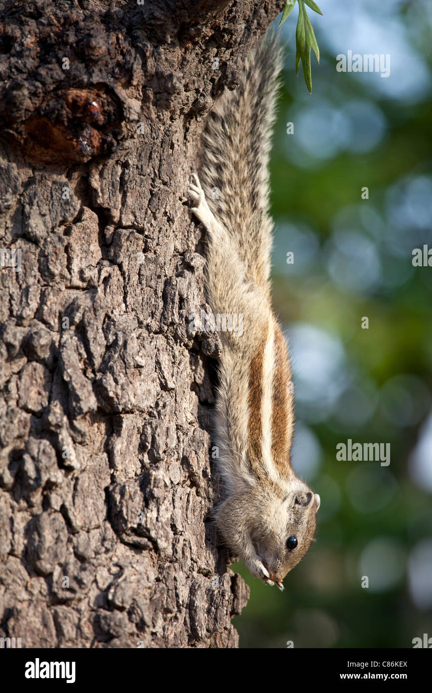 Common palm squirrel feeing on a nut in garden of former Viceroy's Residence, New Delhi, India Stock Photo