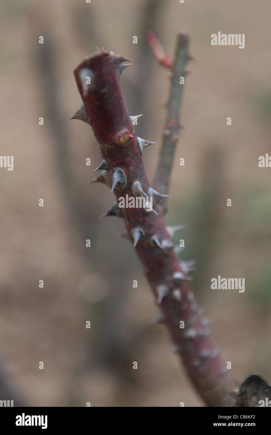 Injury thorn hires stock photography and images Alamy