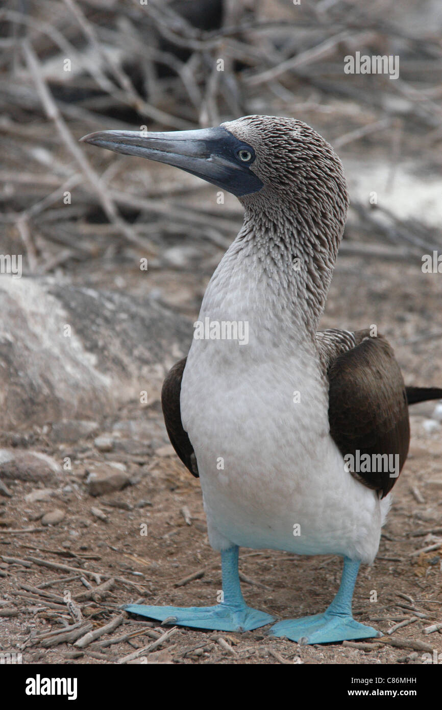 Blue-footed booby (Sula nebouxii) on Espanola Island, the Galapagos. Stock Photo