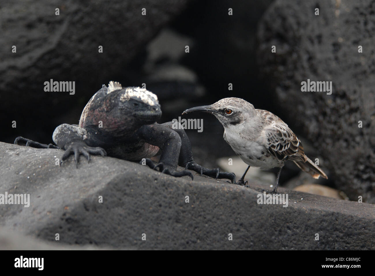 Marine Iguana (Amblyrhynchus cristatus) and Hood Mockingbird (Mimus macdonaldi) on Espanola Island, the Galapagos. Stock Photo