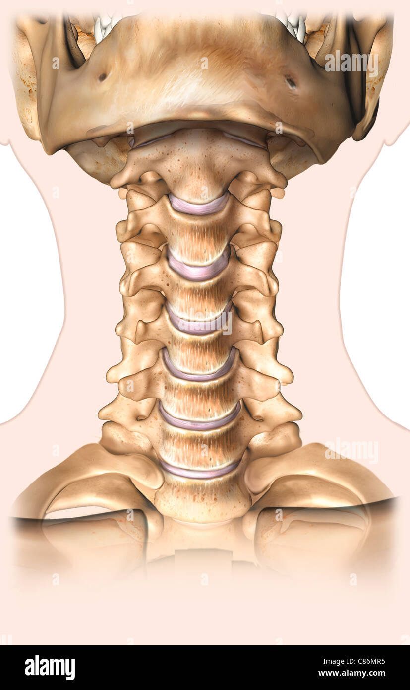 Anterior Cervical Spine and Jaw Stock Photo: 39486025 - Alamy