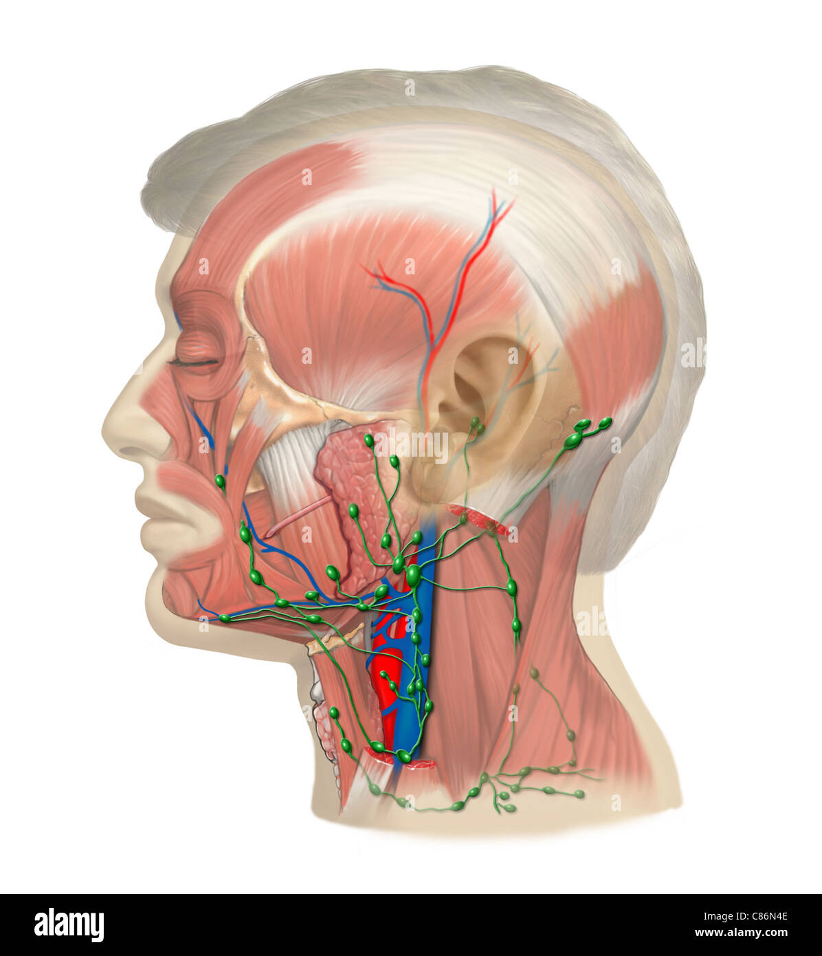Lymph Vessels and Nodes of the Head and Neck Stock Photo: 39486286 - Alamy