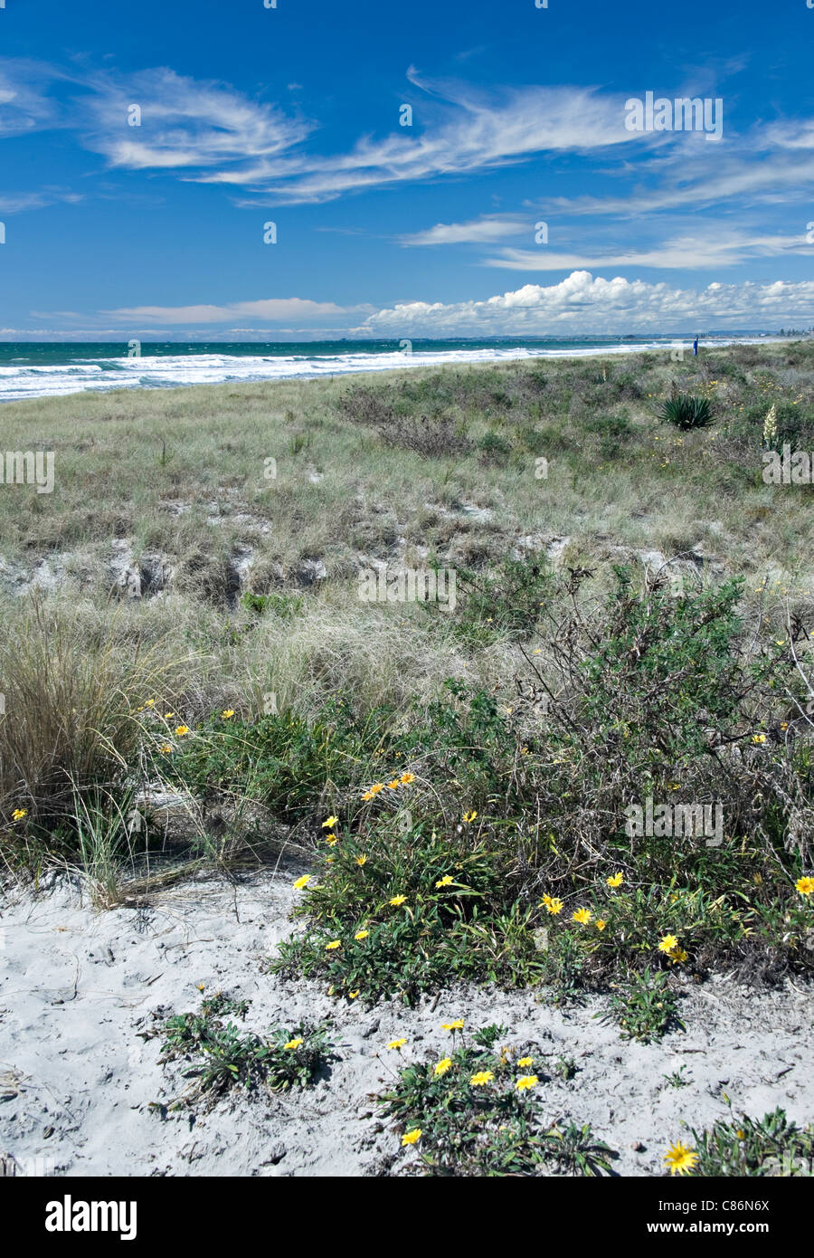 New zealand wild flowers hires stock photography and images Alamy