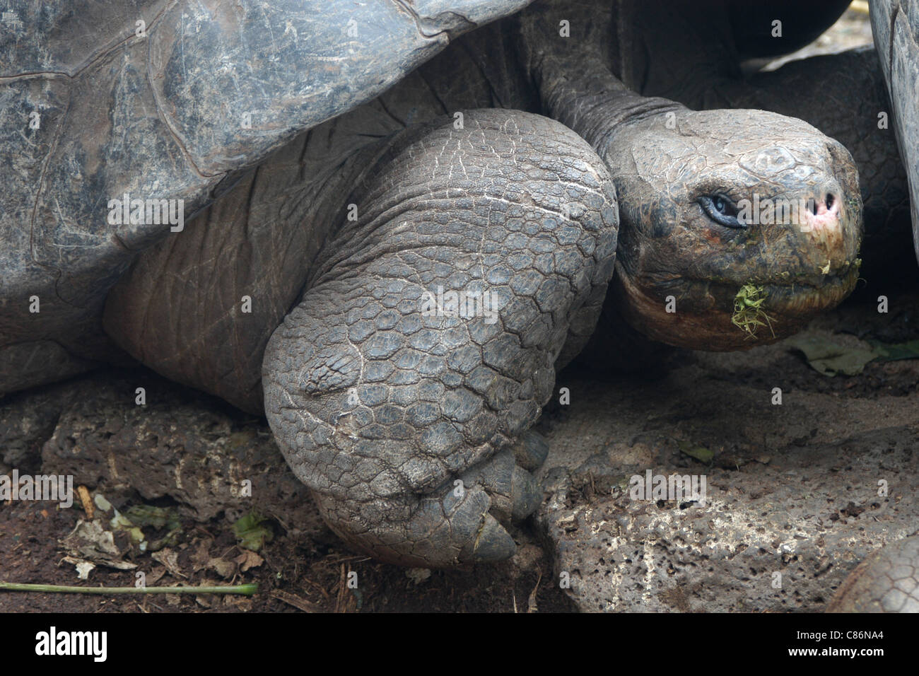 Galapagos Giant Tortoise (Geochelone nigra porteri) at The Charles Darwin Research Station on Santa Cruz Island, the Galapagos. Stock Photo